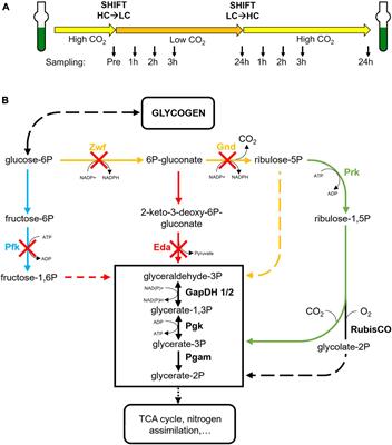 The Entner-Doudoroff Pathway Contributes to Glycogen Breakdown During High to Low CO2 Shifts in the Cyanobacterium Synechocystis sp. PCC 6803